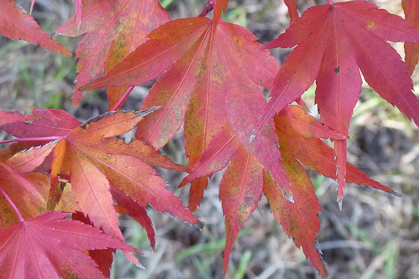 Automne à l'arboretum de Chatenay-Malabry